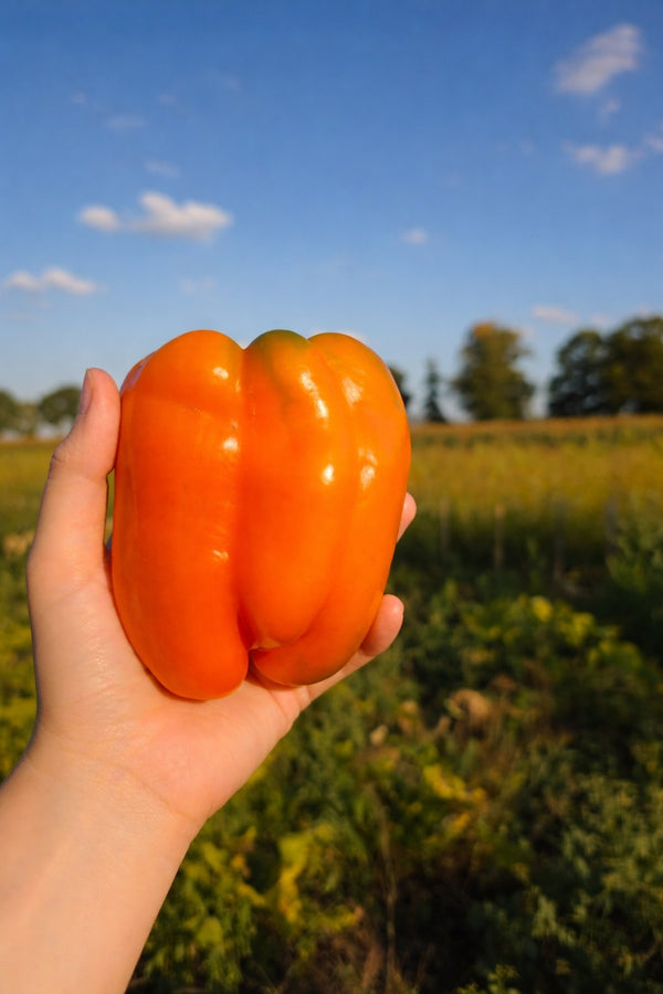 Paprika-Setzling - Oranger Paprika Cubista