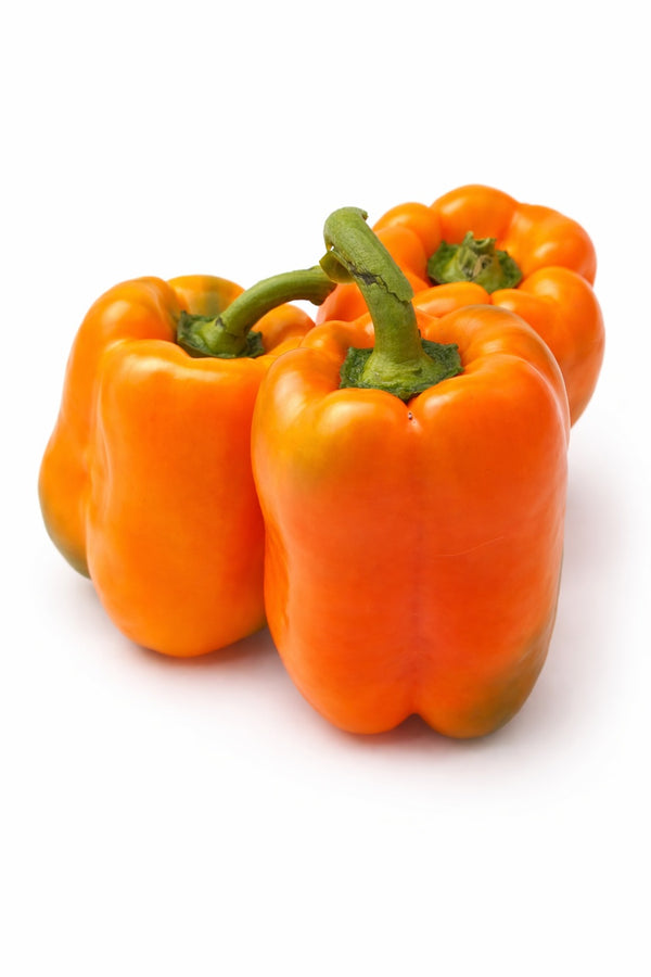 Paprika-Setzling - Oranger Paprika Cubista