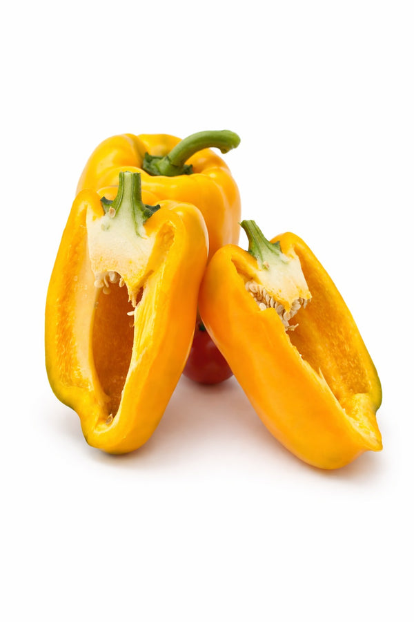 Gelbe Paprika "Kasia" Setzling