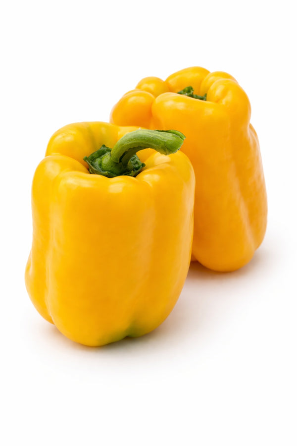 Gelbe Paprika "Kasia" Setzling