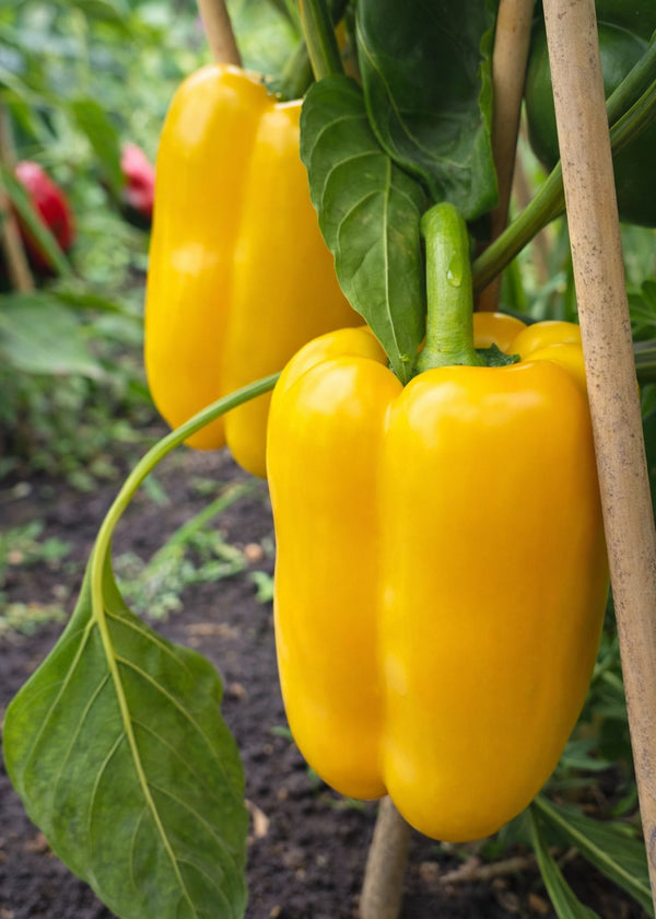 Gelbe Paprika "Kasia" Setzling