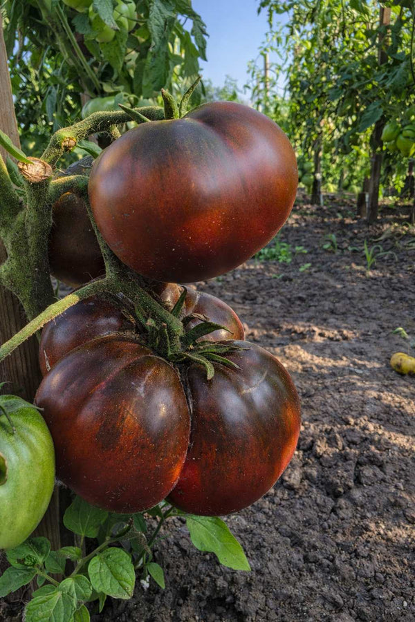 Tomatensetzlinge - Schwarze Tomaten - Noire De Crimee – Schwarzer Prinz