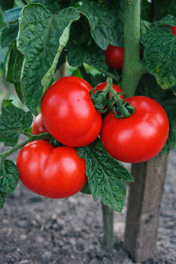 Tomatensetzlinge - Rote Tomaten - Betalux