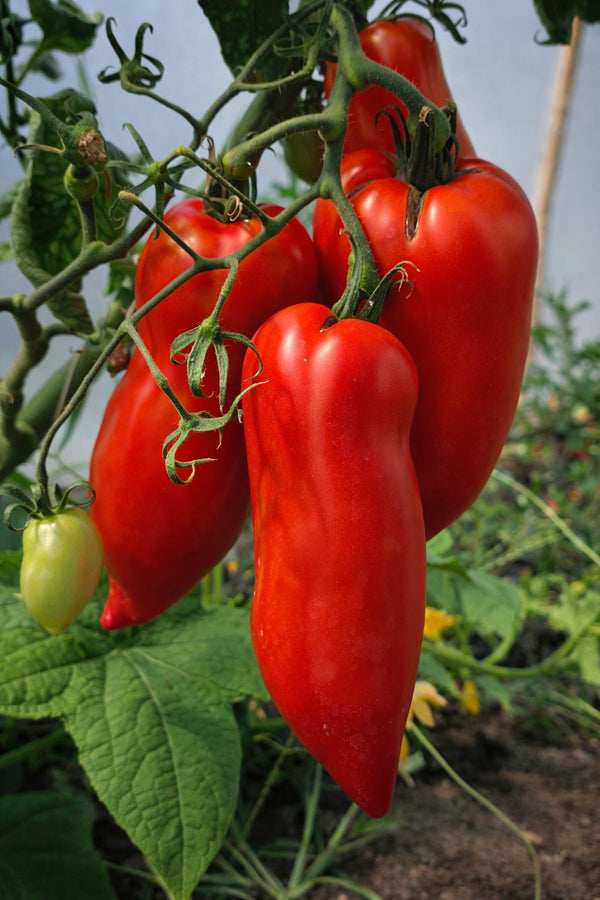 Tomatenpflanzen - Fleischtomate - Cornabel F1