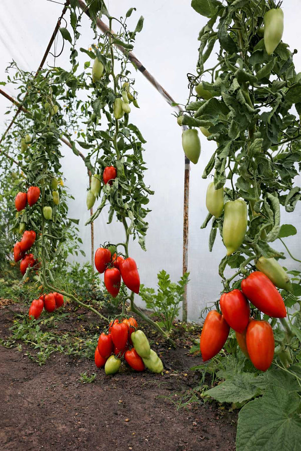 Tomatenpflanzen - Fleischtomate - Cornabel F1