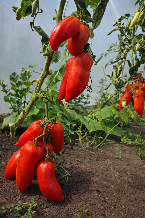 Tomatenpflanzen - Fleischtomate - Cornabel F1