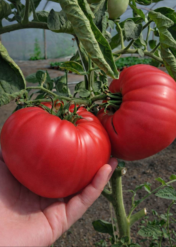 Tomatenpflanzen - Fleischtomate - Riese