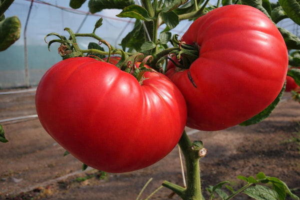 Tomatenpflanzen - Fleischtomate - Riese