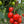 Laden Sie das Bild in den Galerie-Viewer, Tomatenpflanzen - Rote Tomaten - Kmicic
