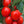 Laden Sie das Bild in den Galerie-Viewer, Tomatenpflanzen - Rote Tomaten - Kmicic
