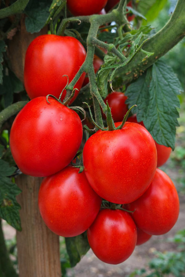 Tomatenpflanzen - Rote Tomaten - Kmicic