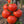 Laden Sie das Bild in den Galerie-Viewer, Tomatensetzlinge - rote Tomaten - Krakus
