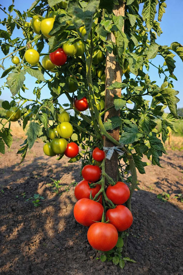 Tomatenpflanze - Krakus