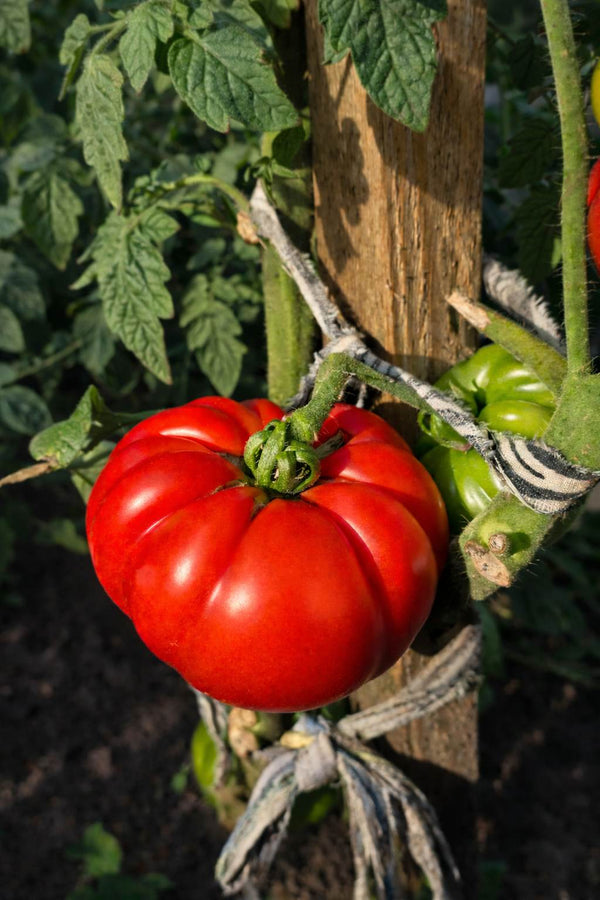 Tomatenpflanze - rote Tomate - Marmande