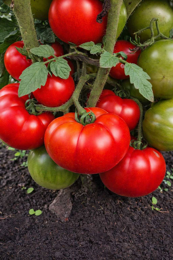 Tomatenpflanze - rote Tomate - Marmande