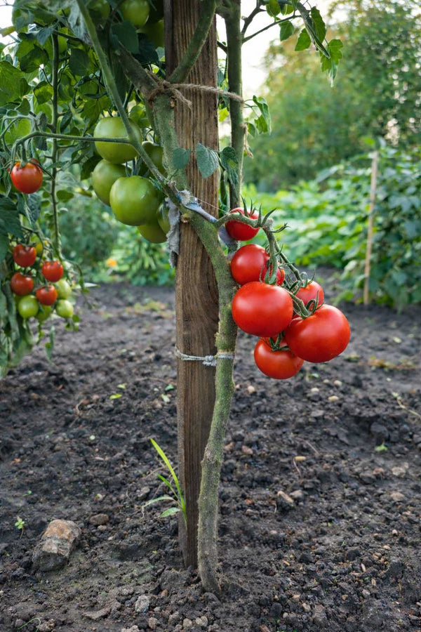 Tomatesetzling - Tornado