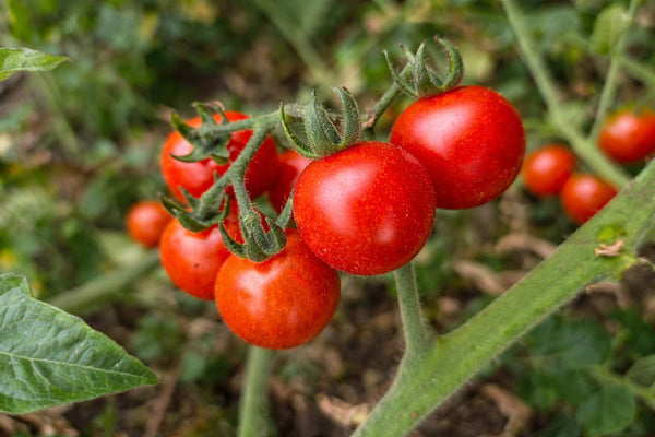 Tomatensetzlinge - Kirschtomaten - Rote Cocktail Tomate