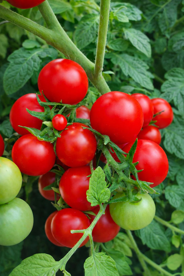Tomatensetzlinge - Kirschtomate - Bajaja