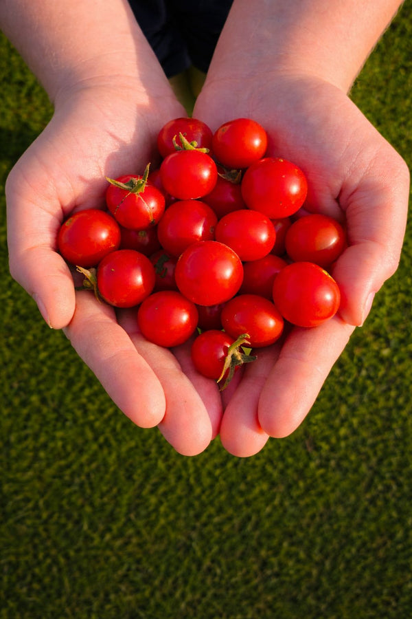 Tomatensetzlinge - Kirschtomate - Bajaja