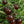 Laden Sie das Bild in den Galerie-Viewer, Black Cherry - Tomate - Setzling
