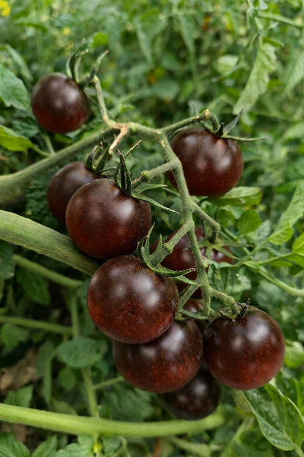 Black Cherry - Tomate - Setzling