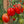 Laden Sie das Bild in den Galerie-Viewer, Tomatenpflanzen - Kirschtomaten - Rote Birne Cherrytomate
