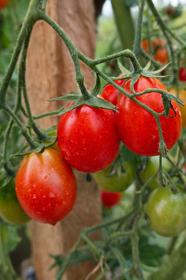 Tomatenpflanzen - Kirschtomaten - Rote Birne Cherrytomate