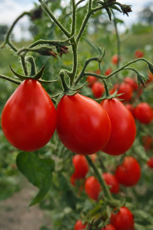 Tomatenpflanzen - Kirschtomaten - Rote Birne Cherrytomate