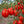 Laden Sie das Bild in den Galerie-Viewer, Tomatenpflanzen - Kirschtomaten - Rote Birne Cherrytomate
