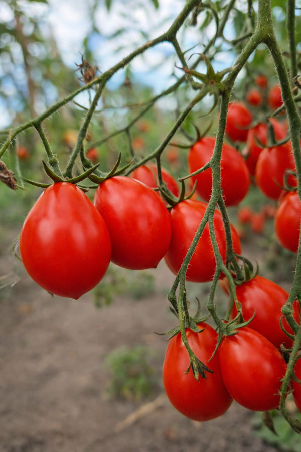 Tomatenpflanzen - Kirschtomaten - Rote Birne Cherrytomate