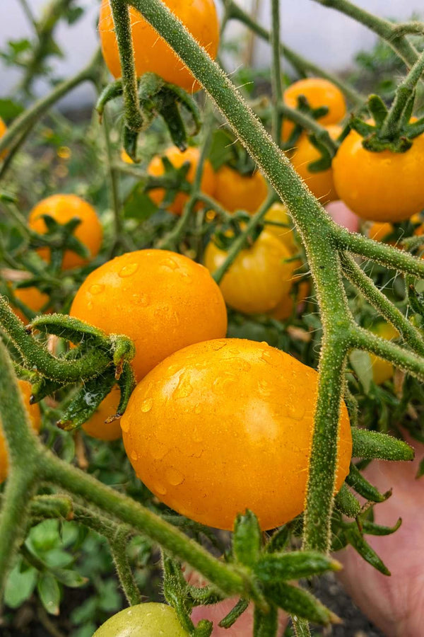 Tomatenpflanzen - Kirschtomate - Gelbe Perlentomate