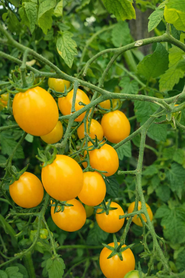 Tomatenpflanzen - Kirschtomate - Gelbe Perlentomate