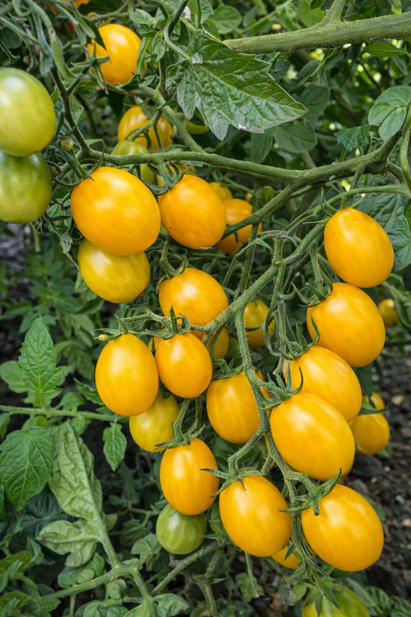 Tomatenpflanzen - Kirschtomate - Gelbe Perlentomate
