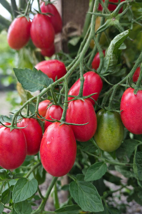 Tomatensetzlinge - Kirschtomate - Himbeergeschmack Sweet