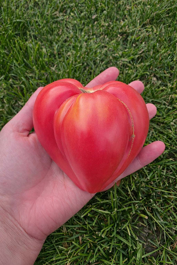 Tomatensetzlinge - Fleischtomate - Ochsenherz F1
