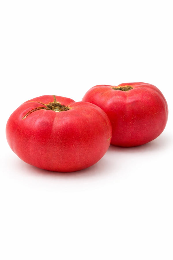Tomatenpflanzen - Fleischtomate - Favorit