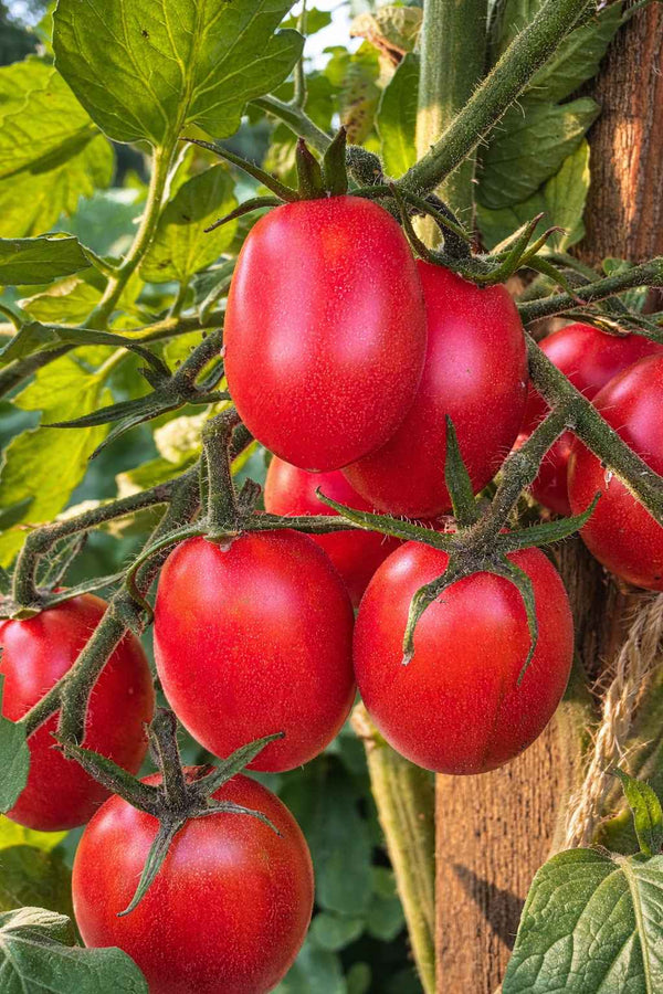 Tomatenpflanzen - Kirschtomate - Himbeer Kapuze