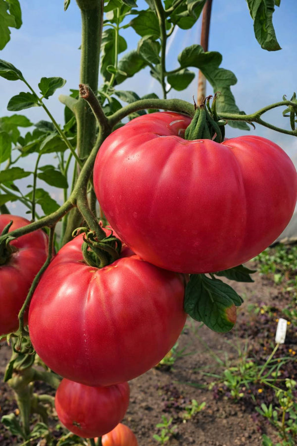 Setzlinge - Fleischtomate - Himbeer-Riesen