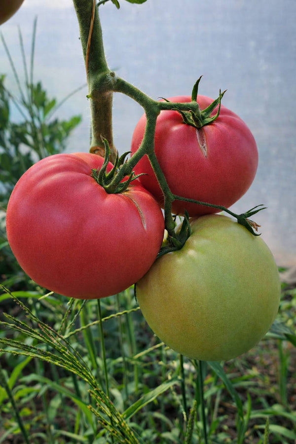 Tomatenpflanzen - Himbeertomate - Pink King F1 VP1