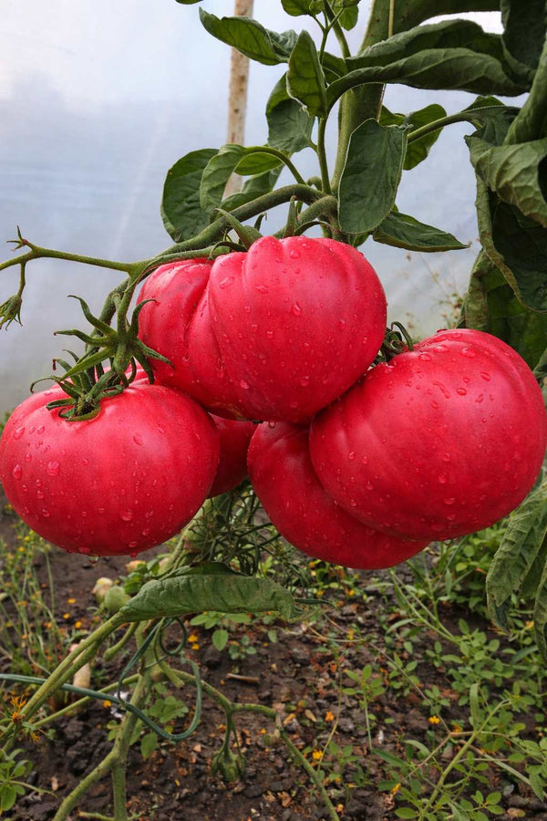 Setzlinge - Fleischtomate - Warsaw Raspberry