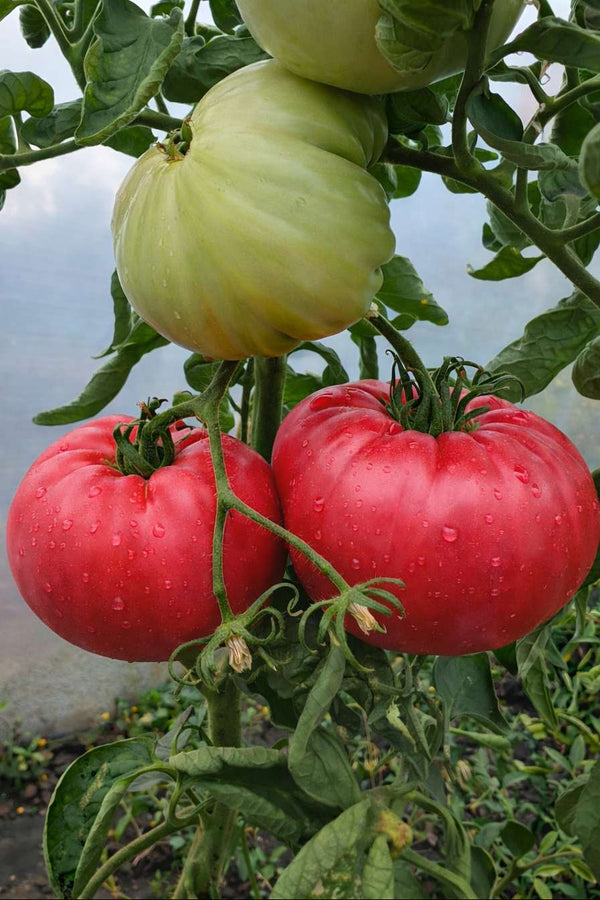 Setzlinge - Fleischtomate - Warsaw Raspberry