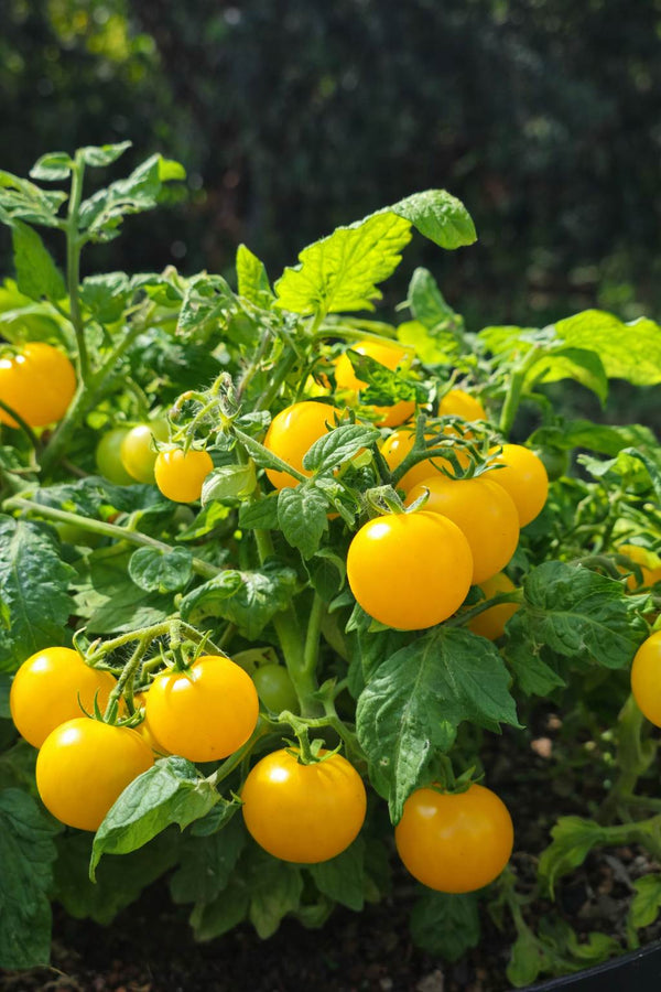 Tumbling Tom Yellow - Cocktailtomate - Tomatensetzlinge