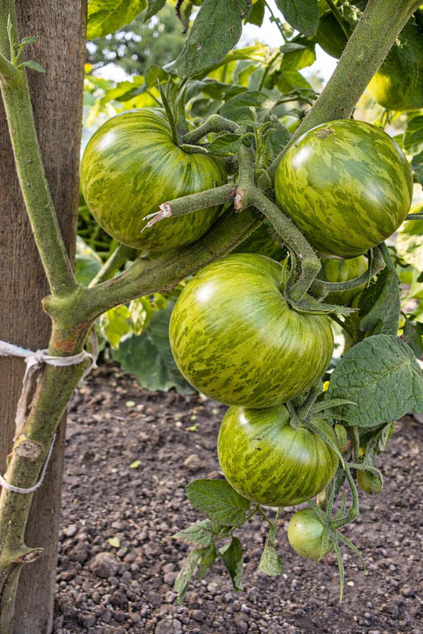Tomatenpflanzen - Kirschtomaten - Grüne Zebra