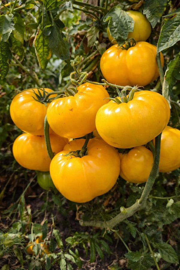 Tomatenpflanzen - Gelbe Tomaten - Golden Ozarowski