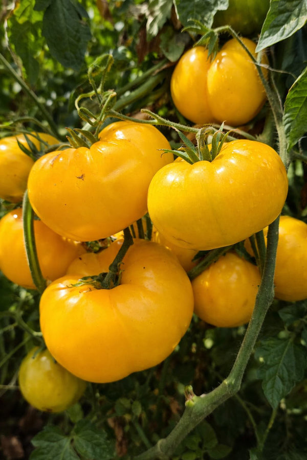 Tomatenpflanzen - Gelbe Tomaten - Golden Ozarowski