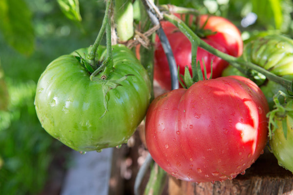 Tomatenpflanzen - Fleischtomate - Maliniak