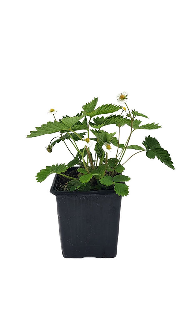 Walderdbeere "Rugia" - Setzling