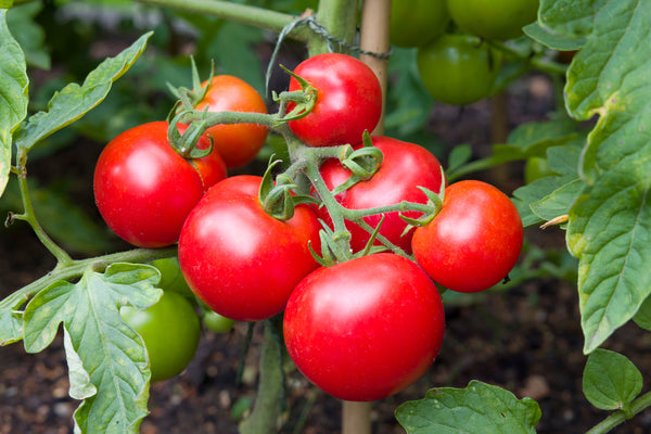 Tomatenpflanzen - Fleischtomate - Präsident