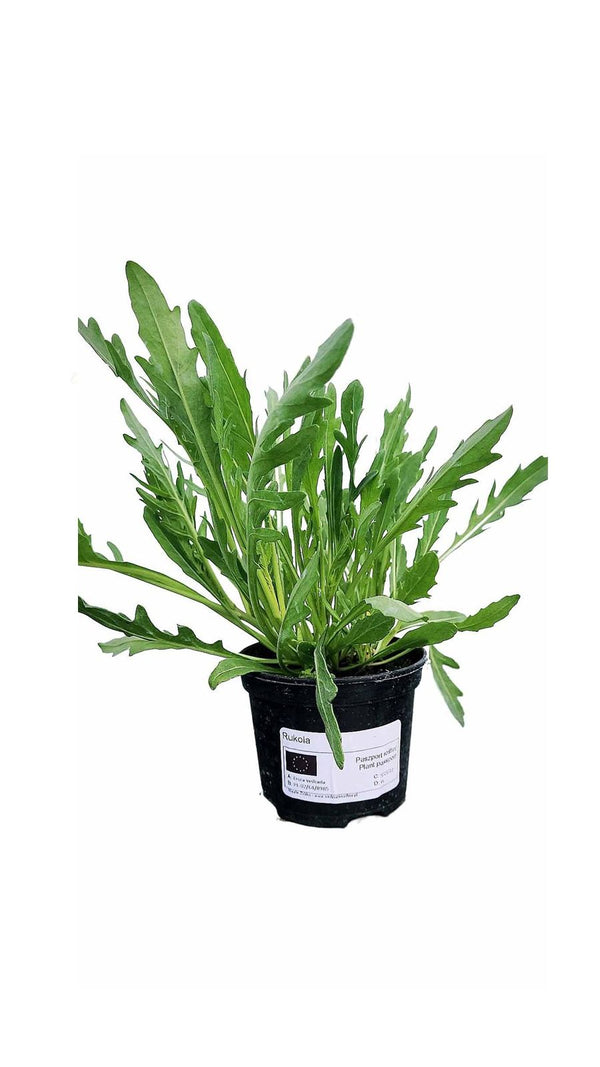 Rucola - Setzling