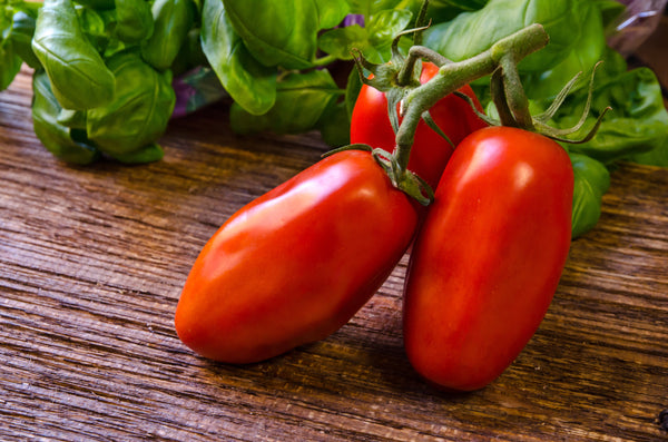 Tomatensetzlinge - Rote Tomaten - San Marzano
